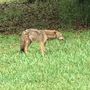 Residents fear for their children, pets as coyotes lurk around in The Acreage