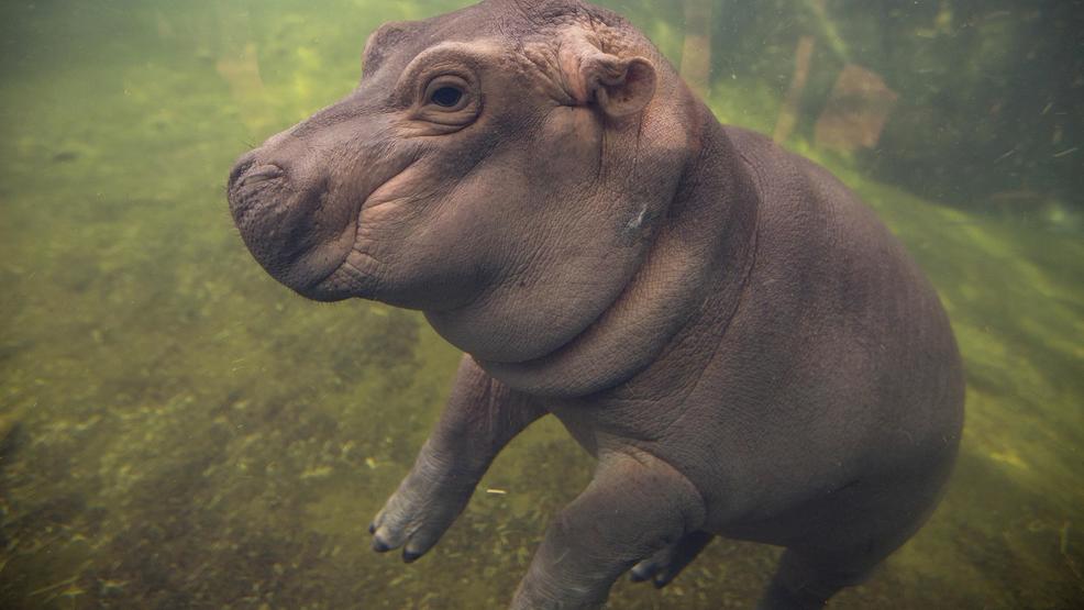 professor fiona? famous baby hippo an educational force
