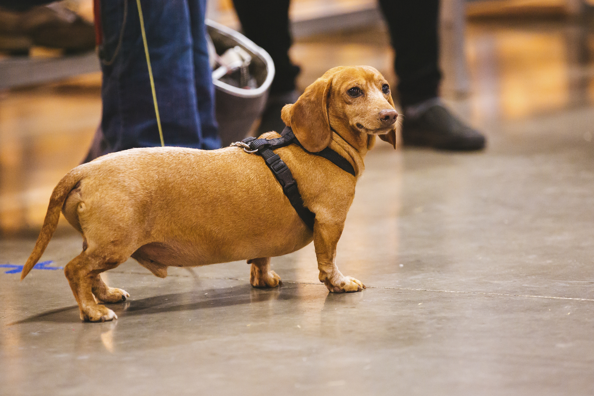 Photos: Wiener dogs steal the show at Oktoberfest ... Photos: Wiener dogs steal the show at Oktoberfest ...
