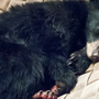 Bear cub receiving unique wound care after being burned in Carr Fire  