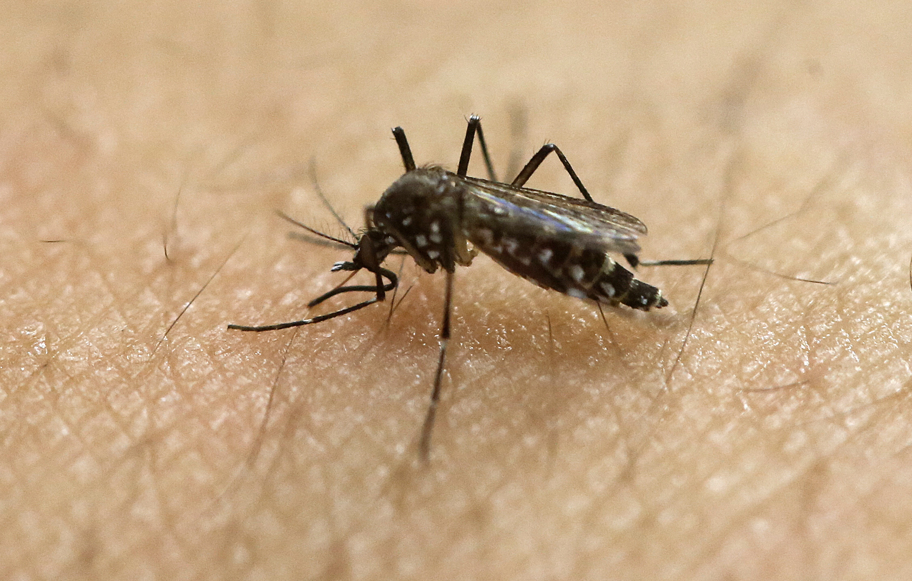 18, 2016, file photo, a female aedes aegypti mosquito, known to