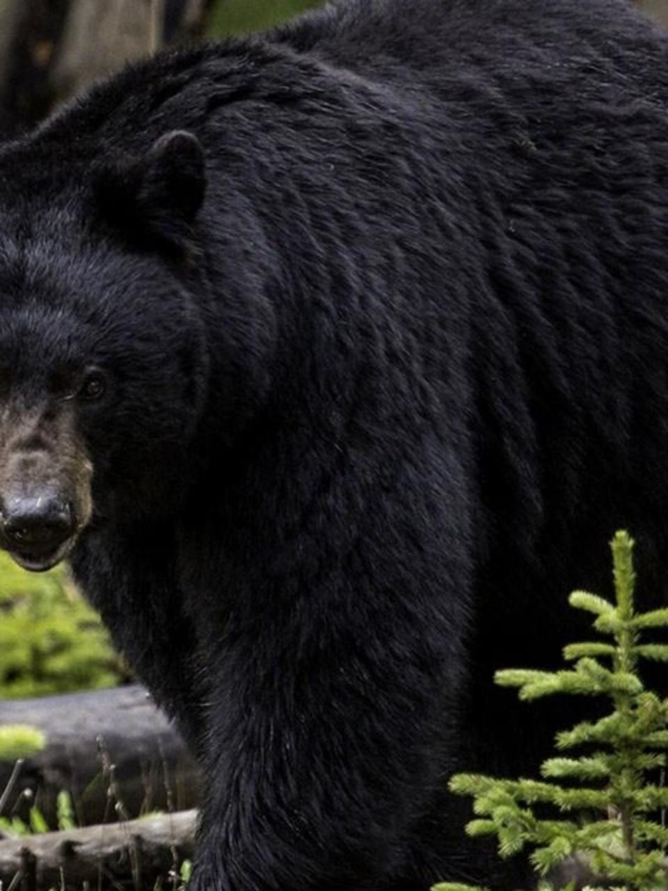 North Carolina Black Bear