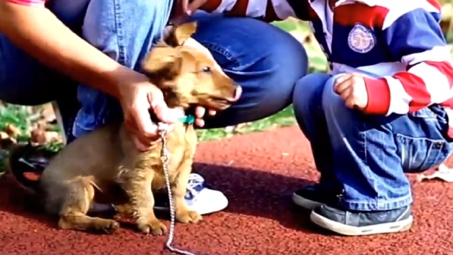 Broken puppy promises