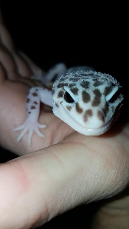 Innovative Feeder Helps Reptile Owners Care For Pets When They Re