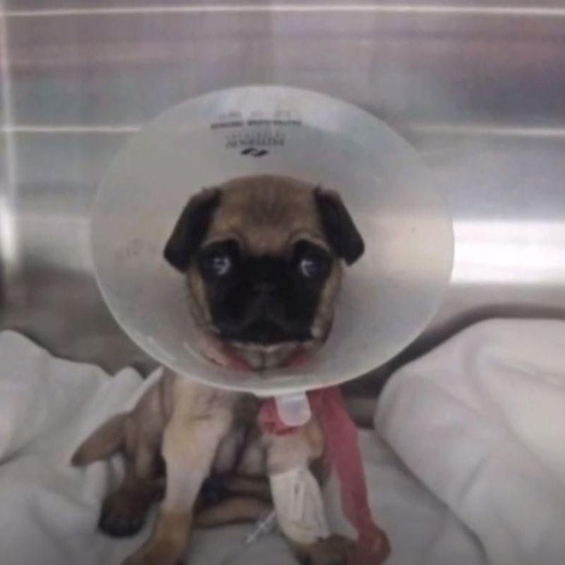 puppy with teddy bear
